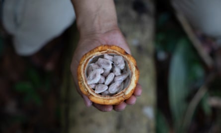 Cacao seeds, which are dried and roasted to make chocolate.