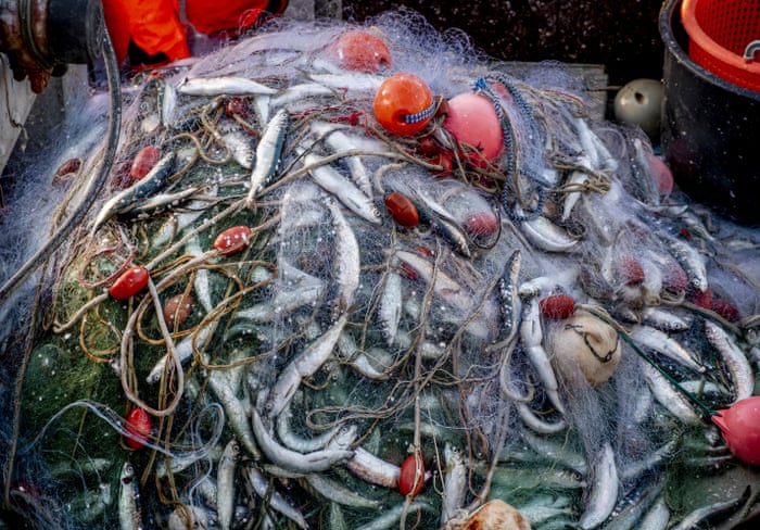 Phenomenal loophole' in quotas could lead to massive overfishing, Global  development