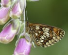 Rare heath fritillary butterflies surge in number on Exmoor after sunny spring