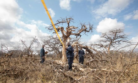 Technicians gather bio data for carbon sequestration at Kasigau wildlife corridor Redd+ project in Kenya.