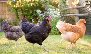 Dont Count Your Chickens How Restrictive Covenants Affect -