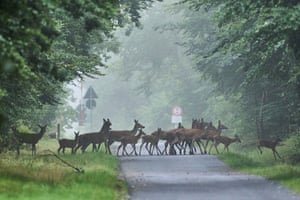 Deer cross a street in a forest of the Taurus region near Frankfurt, Germany