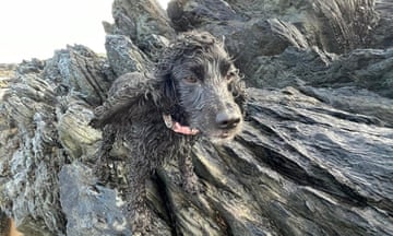 Donegal, Ireland ‘Bella on the rocks. Bella loves a beach walk. She can’t get enough of the sea. Photo taken on Culdaff beach.’