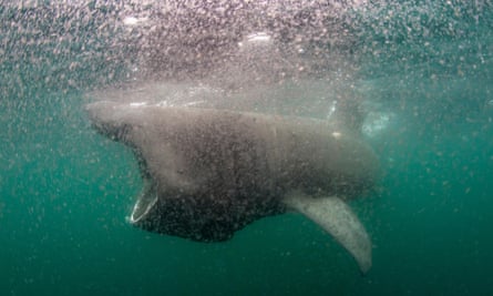 A basking shark with its huge mouth wide open feeding on zooplankton, which can be seen as a clouding the sea