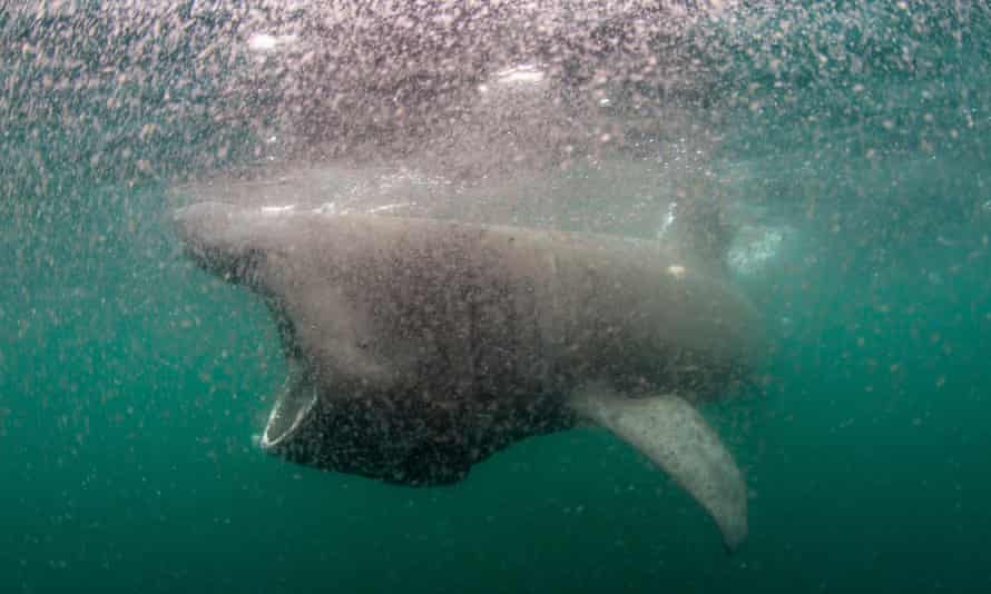 A basking shark with its huge mouth wide open feeding on zooplankton, which can be seen as a clouding of the sea