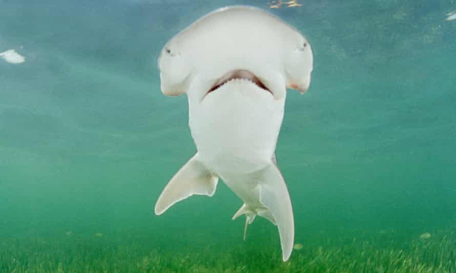 A bonnethead shark, seen off Key Largo, Florida.