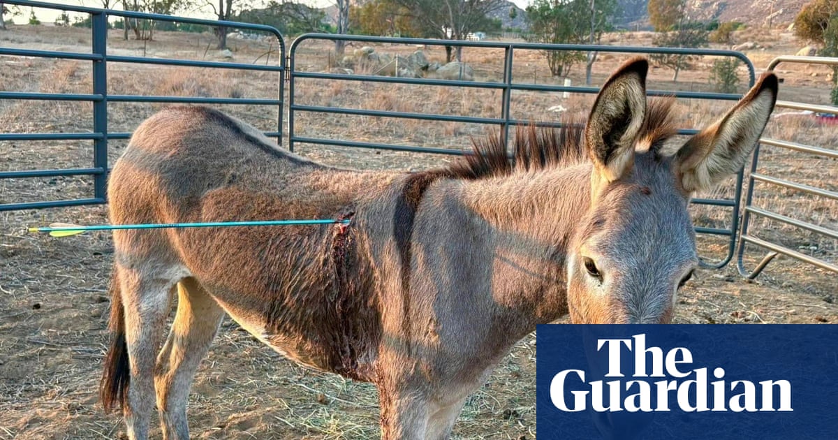 Donkey recovering after latest arrow attack on wild burros in California