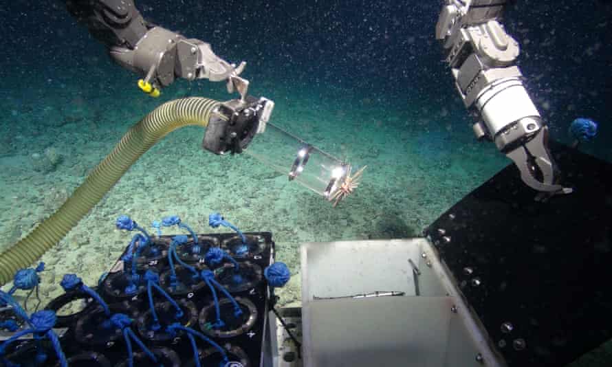 a deep sea robot picks up a sponge from the bottom of the sea