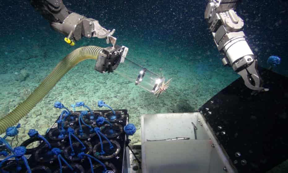 Researchers from Plymouth University have found antibacterial microbes on deep-sea sponges.