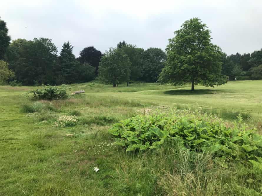 Letting the grass grow high in Peckham Rye, Southwark, London