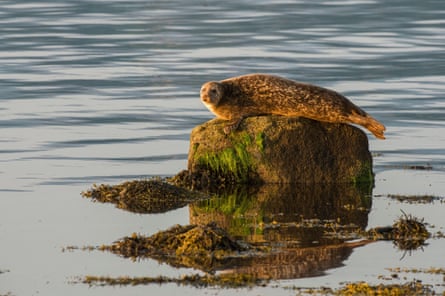 A seal perches on a rock in the South Arran Marine Protected Area, Isle of Arran.