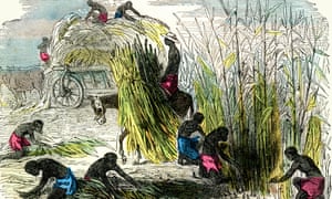 West Indies slaves harvesting sugar cane