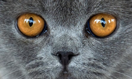 Pets Like People Are Deserving Of Grief Dominic Cummings The Guardian