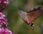 A bumper year for bugs: as the world warms up, insects are moving northwards