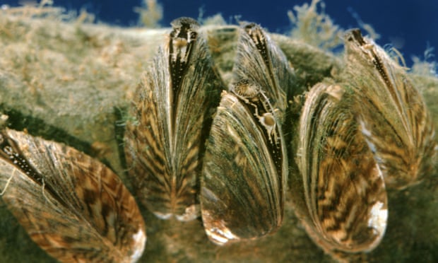 Zebra mussel on stone underwater. Photograph: Maximilian Weinzierl/Alamy