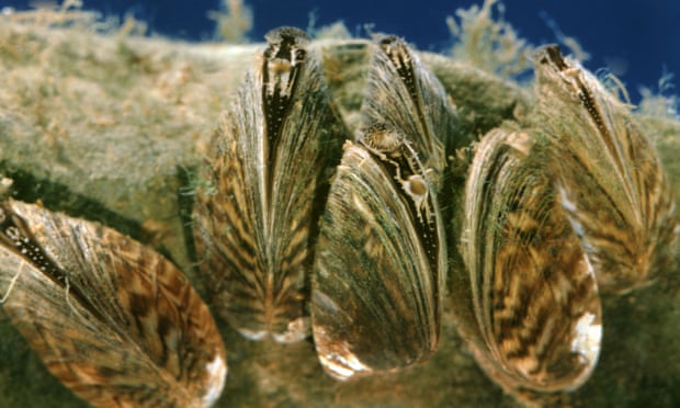 Plants, birds, feral pigs: the invasive species that cost the US millions Zebra mussel on stone underwater. Photograph: Maximilian Weinzierl/Alamy