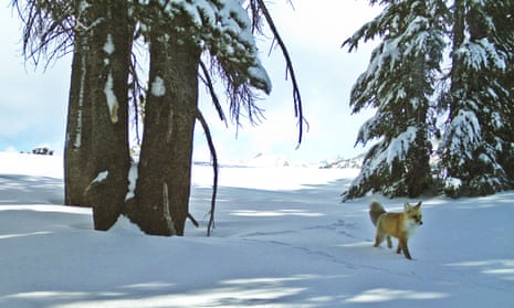 A lawsuit filed by the Center for Biological Diversity led to the protection of the Sierra Nevada fox under the Endangered Species Act. 