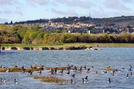 Brent geese on the water