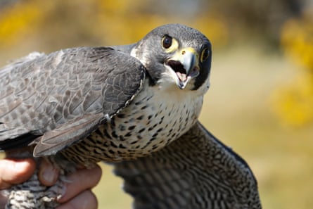 A hand holding a peregrine falcon.