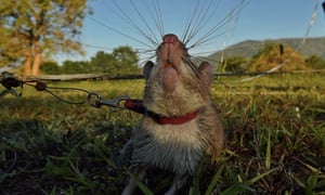 african giant pouched rat