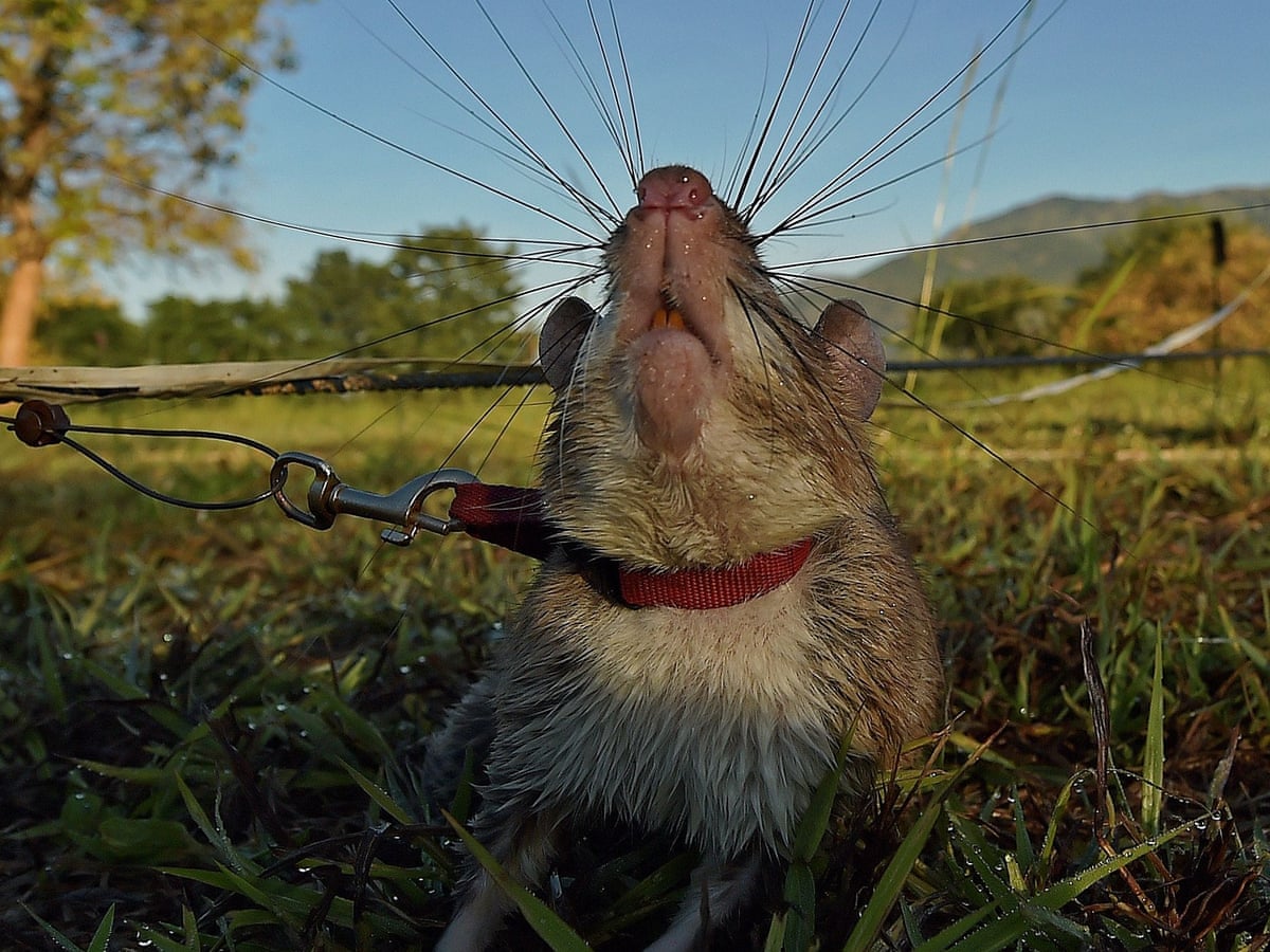 African Giant Rat Cheap Sale | www.pinnaxis.com