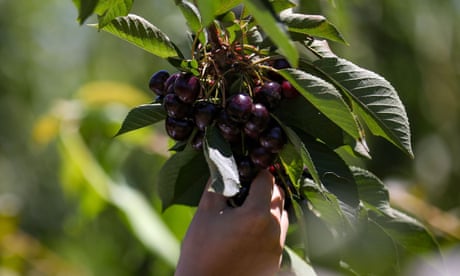 Cherries being picked from a tree