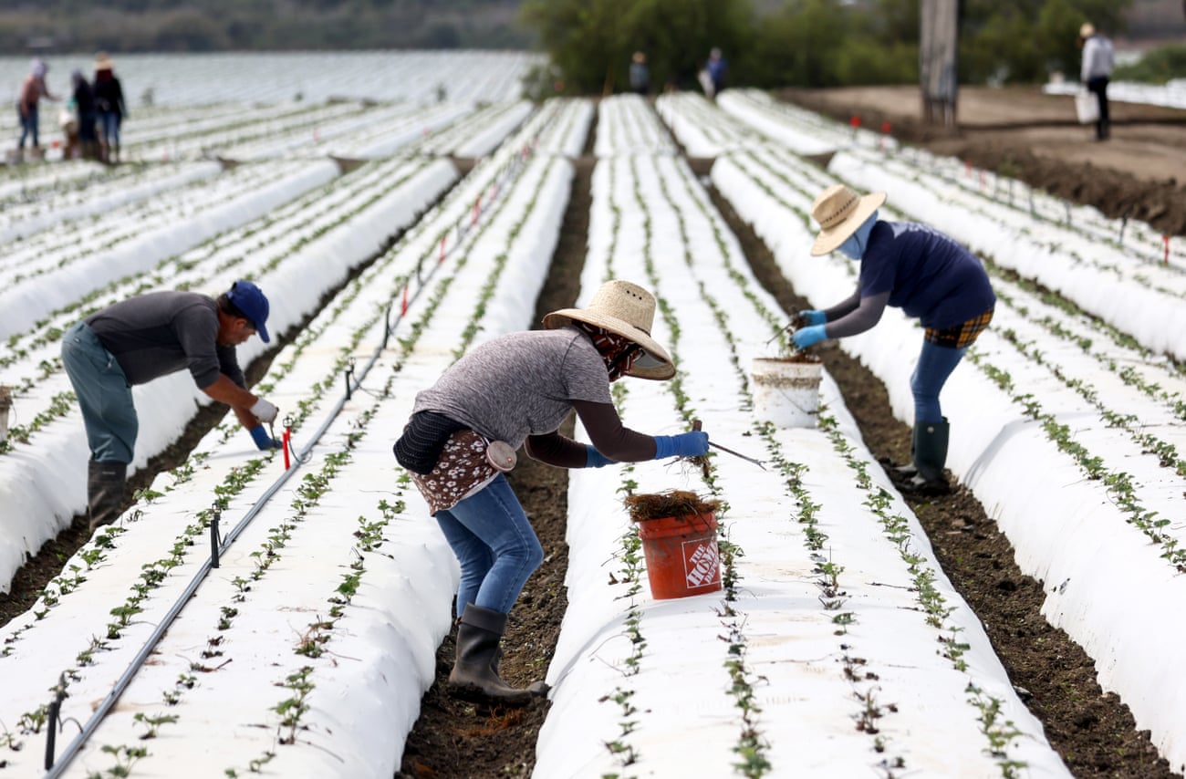 Farm workers labor in a strawberry field.
