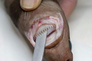 Cookie cutter shark teeth