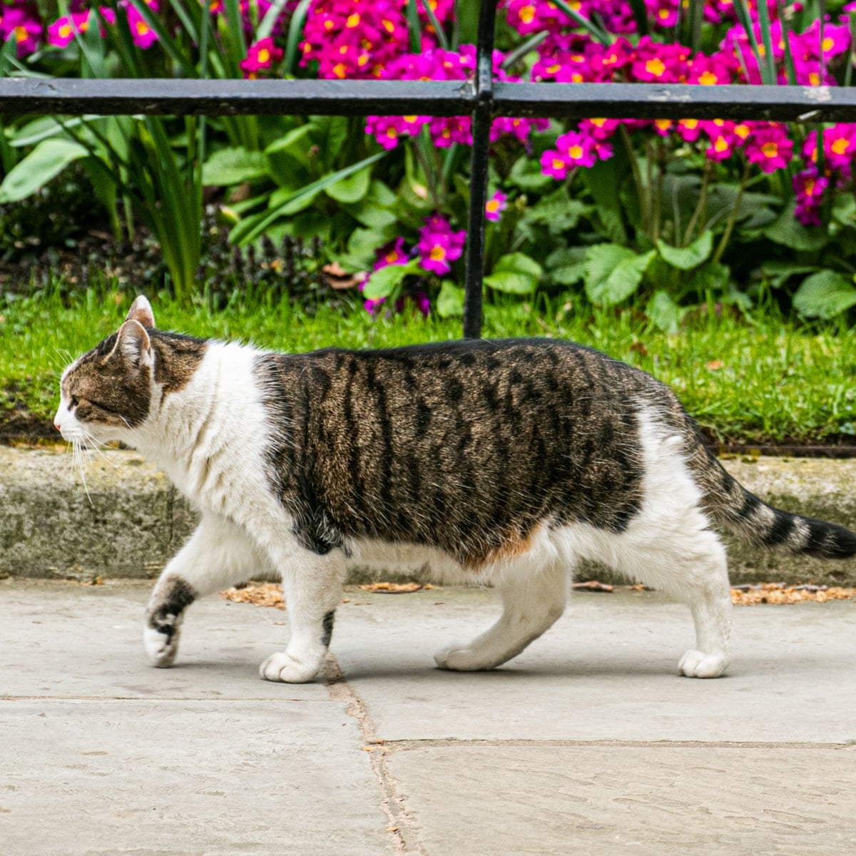 Cat Owners May Be Forced To Microchip Pets As Uk Thefts Soar Cats The Guardian