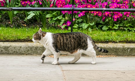 Larry the cat of No 10 Downing Street.