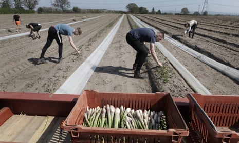 Twin brothers Jack Darke and Tom Darke cutting asparagus at Sand Hutton farm in Yorkshire.