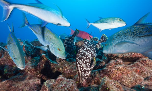 Bluefin trevally and leather bass off Socorro Island, Revillagigedo archipelago