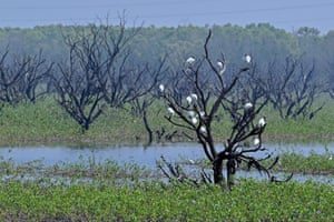 The week in wildlife – in pictures 11 Black-headed ibis perch on a tree in a lake on the outskirts of Bengaluru, India