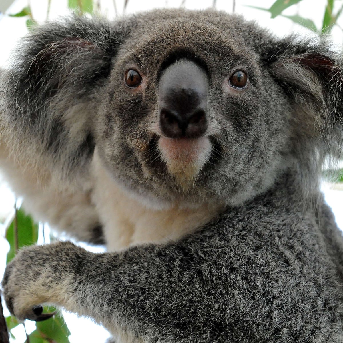Bark-eating koalas shake expert consensus on dietary behaviour | Wildlife |  The Guardian