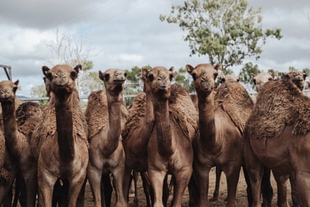 Camels