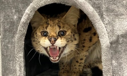 A Wild African serval after being captured