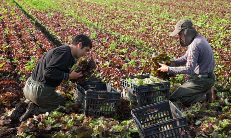 Migrant workers harvest lettuce at a market garden in Lancashire.