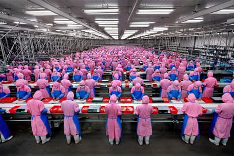 Rows and row of people in pink coveralls at a chicken processing plant in China, 2005