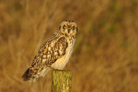 A short eared owl visiting the park en route from Iceland.