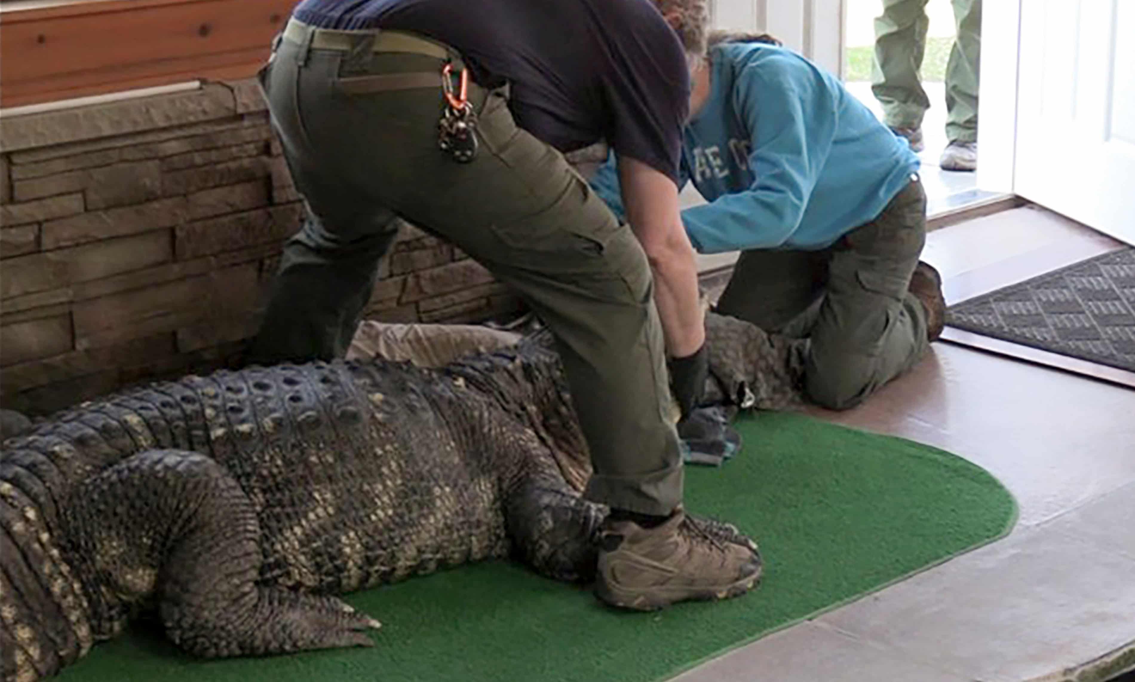Officials seize 750lb blind alligator from New York home (theguardian.com)