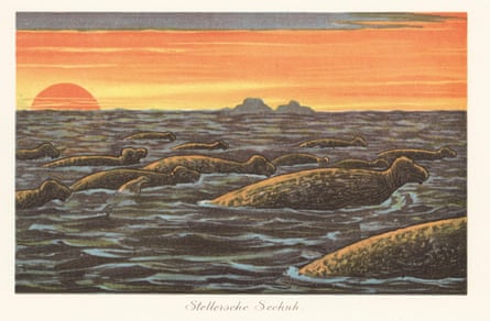 An illustration of a herd of Steller’s sea cows swimming in the sea at sunset