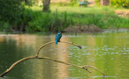 A kingfisher sits on a branch overlooking a river