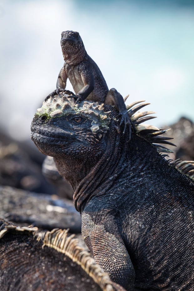 A hatchling marine iguana sits on the head of an adult