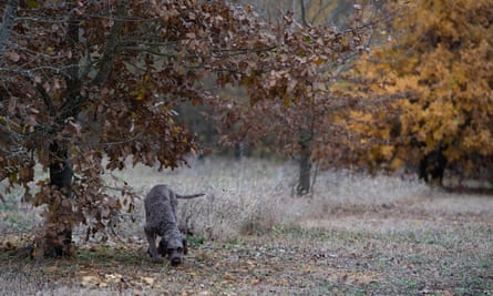A truffle dog hunting in a forest of truffle oaks in Veyrines de Vergt near Sarlat, France.