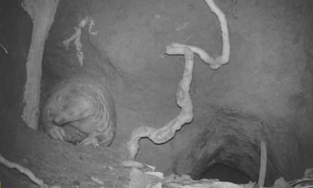 Ghost weighs 38kg and is the largest giant pangolin ever recorded. This photograph was captured by a camera-trap in Lope-Okanda national park in central Gabon.