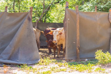 Cattle in an enclosure outside
