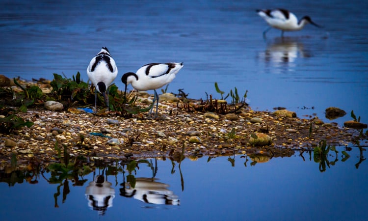 EDF to construct nuclear power plant overlooking haven for avocets, bitterns and harriers