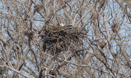 The nest of an eagle in a tree