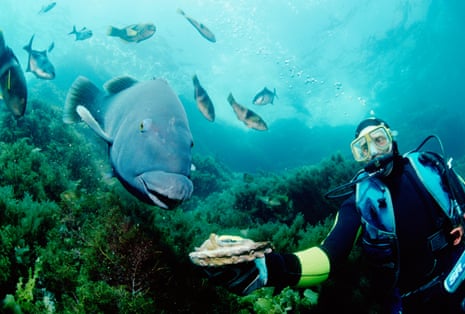 A blue groper follows a diver