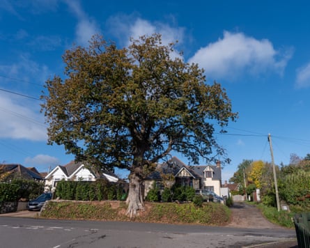 A mature tree in a front garden